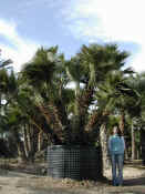 Chamaerops Humilis 26.JPG