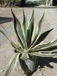 agave_americana.jpg (22579 bytes)
