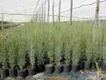 cupressus_sempervirens.jpg (50797 bytes)