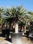 dracaena_drago.jpg (22579 bytes)