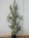 pinus_halepensis.jpg (50797 bytes)