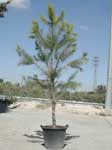 pinus_pinea.jpg (50797 bytes)