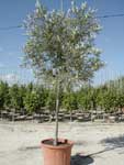 olea_eurpoea_arboreto.jpg (65650 bytes)