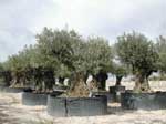 olea_eurpoea.jpg (65650 bytes)