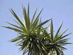 yucca_elephantiphes.jpg (66170 bytes)