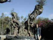 Olea_Europea_12.JPG