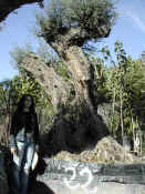 Olea Europea 13.JPG