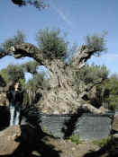 Olea Europea 15.JPG)