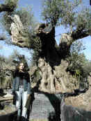 Olea Europea 16.JPG