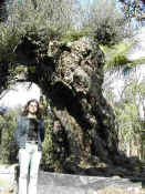 Olea Europea 20.JPG