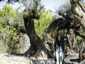 Olea Europea 23.JPG