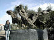 Olea Europea 36.JPG