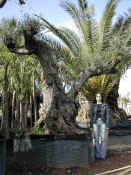 Olea Europea 37.JPG