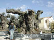 Olea Europea 64.JPG