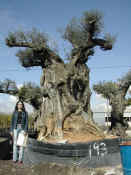 Olea Europea 70.JPG