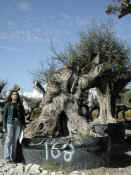Olea Europea 74.JPG