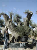 Olea Europea 75.JPG
