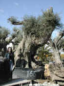 Olea Europea 76.JPG