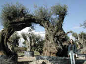Olea Europea 82.JPG