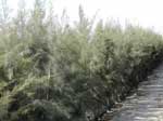 casuarina_equisetifolia.jpg (50797 bytes)