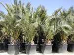 phoenix_canariensis.jpg