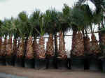 washingtonia_philifera.jpg