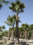 washingtonia_robusta.jpg